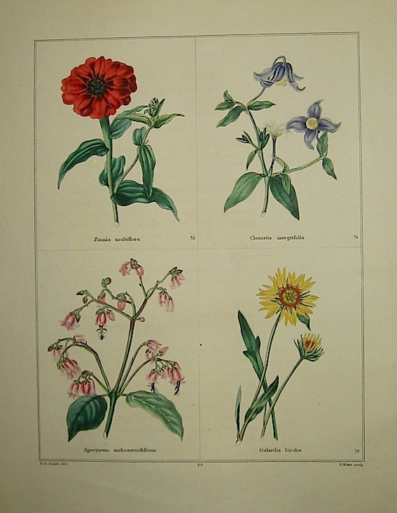 Maund Benjamin Zinnia multiflora. Clematis integrifolia. Apocynum androsaemifolium. Galardia bicolor. 1827 Londra 